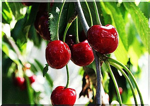 melatonin in cherries