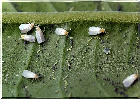 Plant pests and diseases can also appear as destructive insects