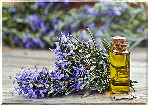 Rosemary essential oil for your beauty.